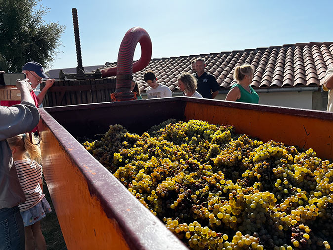 A large amount of grapes in an open truck with several people standing next to it