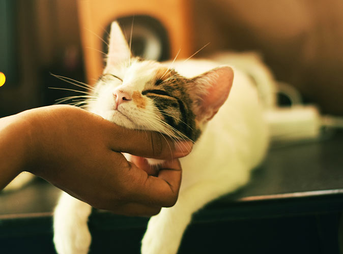 a hand stroking the head of a cat