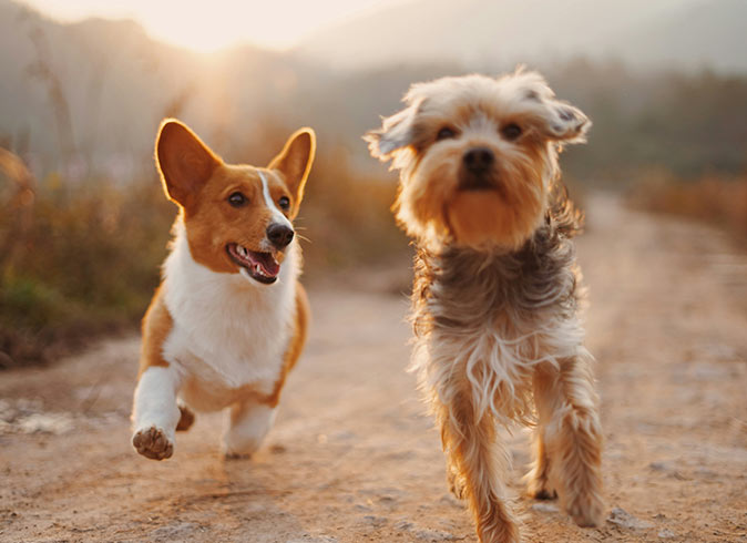 two small, brown and white dogs running on a dirt road