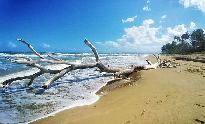 A large tree branch lying in the surf on a sandy beach with palm trees in the background