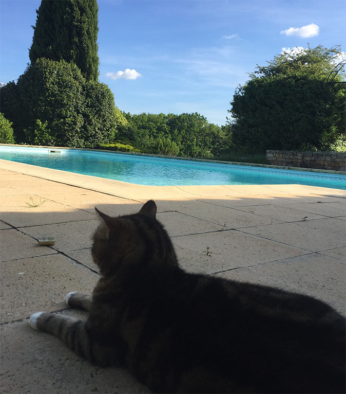 Silhouette of a cat in the shade with part of a pool and trees in the background