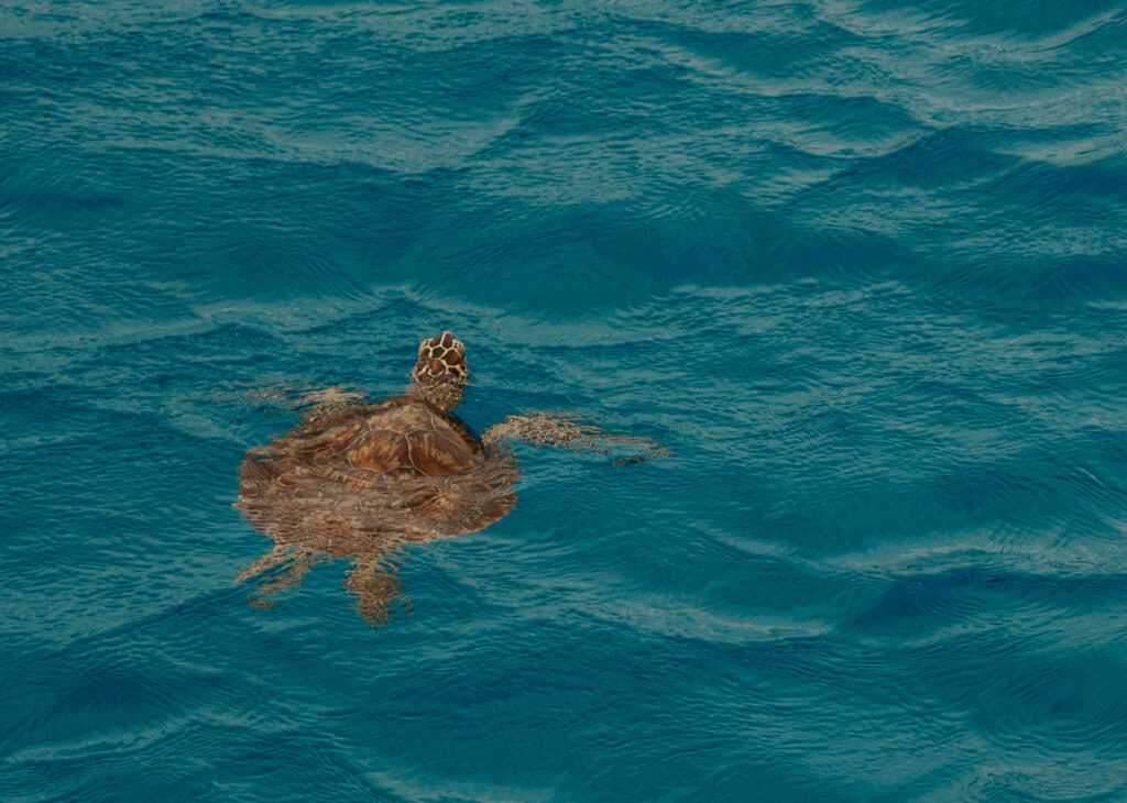 Sea turtle surfacing in the water, Island puns