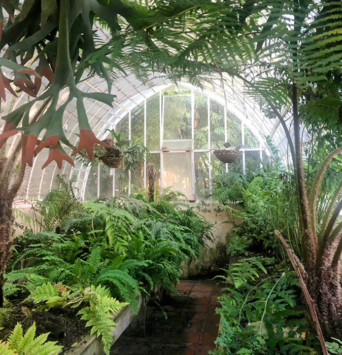 tropical plants inside a greenhouse